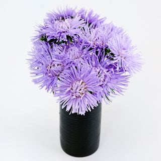 Valkyrie Light Blue Aster flowers in vase on a white background.