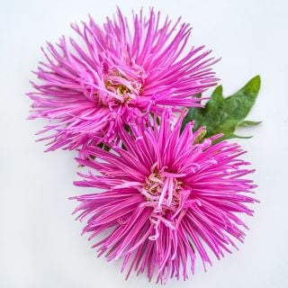 A couple of Valkyrie Rose Aster blooms on a white background.