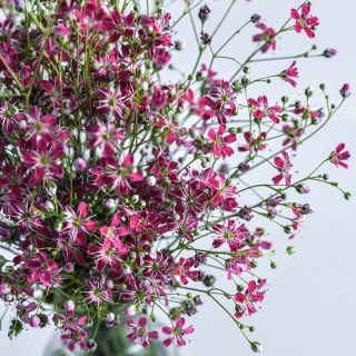 A close-up view of Carmine Pink Baby's Breath in a vase.