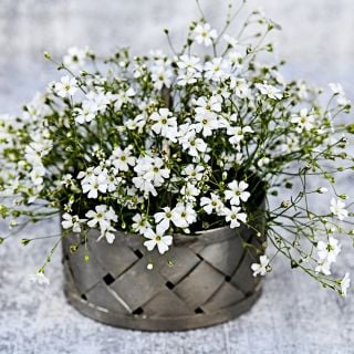 A bouquet of Covent Garden Baby's Breath in a pewter basket on a grey background.