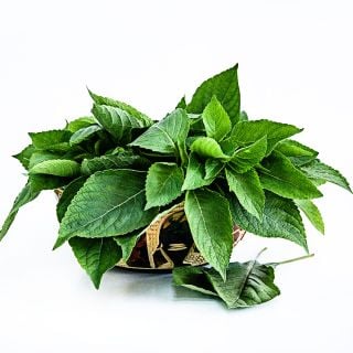 African Nunum Basil in a carved wooden bowl from Ghana on a white background.