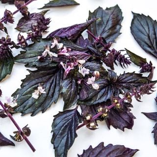 A close-up of Persian Basil with blooms on a white background.
