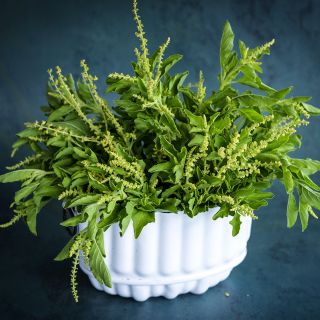 An arrangement of Thai Holy Kaprao Basil in a white container on a jade background.