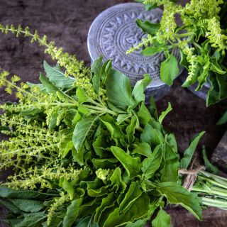 A bundle of Thai Holy Kaprao Basil with a metal Thai container on wood.