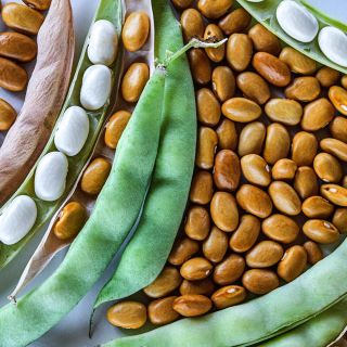 A close-up view of Adventist Pole Beans at various stages of maturity.