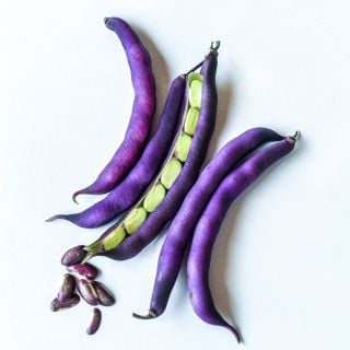 Whole and cut Purple Dove Bush Beans arranged on white background.