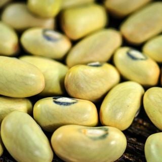 A close-up macro view of Hutterite Soup Bush Beans.