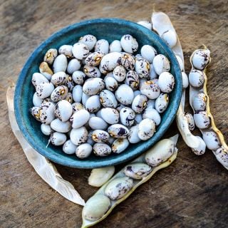 Papa De Rola Beans in blue bowl on a wooden background.