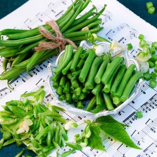 Cut and whole Opera Beans arranged on sheet of music.