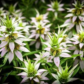 Spotted Bee Balm blooms abundantly at the Baker Creek farm.
