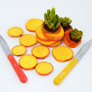 Sliced Wintersonne Beets with orange and yellow handled knives on white background.