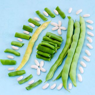 McCaslan 42 Pole Beans arranged on a light blue background.