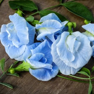 A close-up view of Thai Double Sky Blue Butterfly Pea blooms on a wood background.