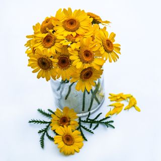 Kelway Golden Daisies in a small vase on a white background.