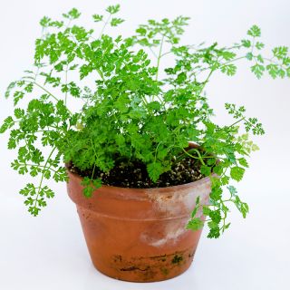 Chervil plants growing in a terra cotta pot on white background.