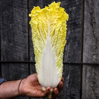 A gardener holding a single head of Golden Beauty Chinese Cabbage.