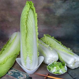 Granaat Chinese Cabbage heads arranged on a painted background.