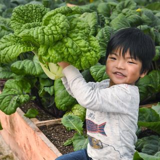 A smiling boy holding up a head of Nagasaki Late Chinese Cabbage in a greenhouse at Baker Creek.