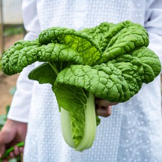 A man holding a single head of Nagasaki Late Chinese Cabbage.