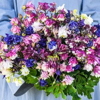 A Baker Creek employee wearing a gray tunic and holding a bouquet of Double Mix Columbine flowers.