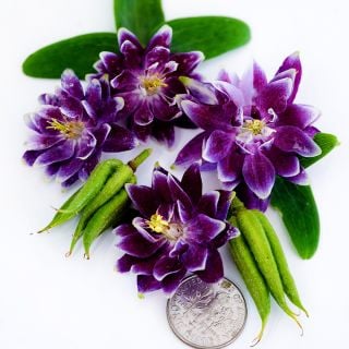 A macro view of Barlow Double Columbine flowers and leaves on white background.