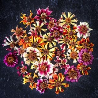 Incredible Sea Shells Mix Coreopsis flowers arranged on a dark background.