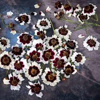 Incredible Swirl Coreopsis arranged on a patena backgrond.