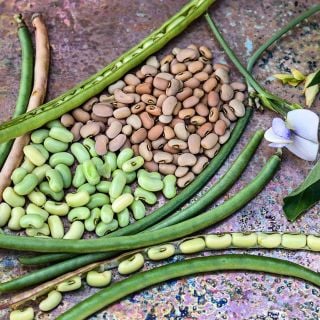 Clay Cowpeas arranged on copper patina background.