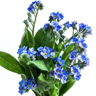 An arrangement of Bellamy Blue Forget-Me-Not flowers against a white background.