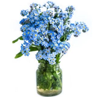 Blue Bird Forget-Me-Not flowers arrranged in a glass bottle against a white background.
