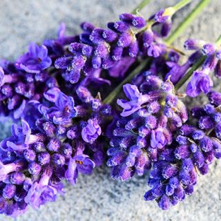 Detailed close-up of fragrant Ellagance Purple Lavender  blooms on a stone background.