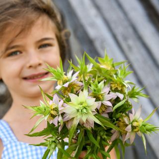 A little girl smiles while holding a bouquet of Spotted Bee Balm.