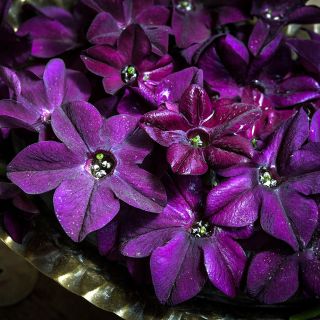 A close-up of Purple Perfume Nicotiana flowers covered in dew.