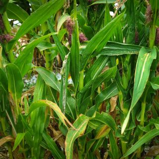 Chires Baby Corn stalks growing in the field at Baker Creek in Mansfield, Missouri.