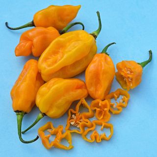 Cut and whole Ojeenmma Hot Peppers on light blue background.