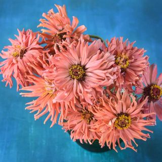 Pink Senorita Zinnia in a vase on blue background.