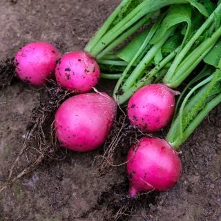 Five whole freshly dug Pink Dawn Radishes with garden soil as a background.