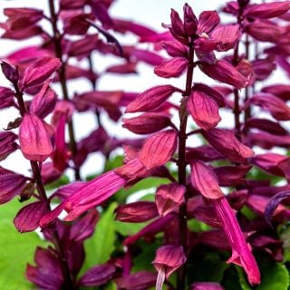 A close-up view of Amore Plum Salvia flowers.