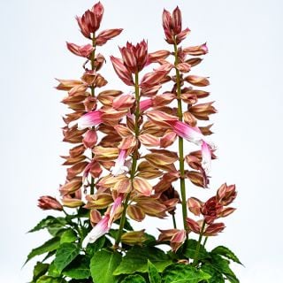 Amore Rose Bicolor Salvia growing in a pot against a white background.