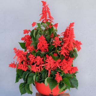 An arrangement of Tall Red Hill Salvia in bright red matching bowl on grey background.