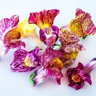 A close-up of several Bizarre Mixed Snapdragon flowers on a white background.