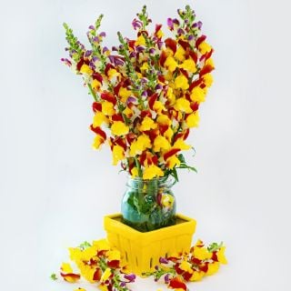 Mango Twist Snapdragons in a glass jar on a white background.