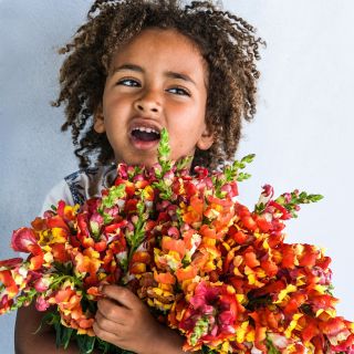 A little boy holding a bouquet of Rembrandt Snapdragons against a list a light gray background.