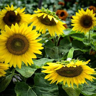Several Short Stuff - Sunflowers growing in the garden.