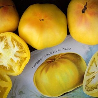 Close-up view of sliced and whole Thorburn's Lemon Blush Tomatoes with a vintage ad for the tomatoes.