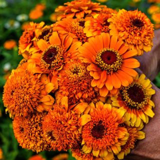 A gardener holding a freshly picked bouquet of Zinderella Zest Zinias in the garden at Baker Creek.