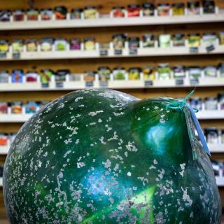 Giant Bushel Basket gourd sitting inside the Baker CreekHeirloom Seed Store in Mansfield, Missouri.