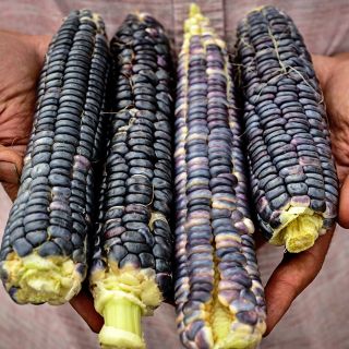 Japanese Black Sticky Corn showing multiple colors.