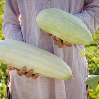 Xylangouro Melons being held.
