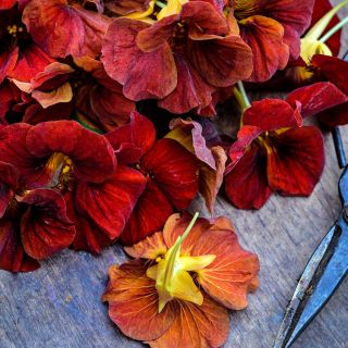 Tip Top Mahogany Nasturtium flowers on wood background with vintage garden shears.